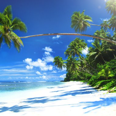 Tropikal plaj doğa kavramı