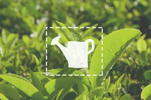 Chá verde e ervas — Fotografia de Stock