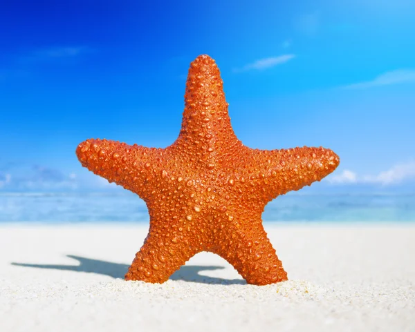 Estrella de mar Tropical Beach Concept — Foto de Stock