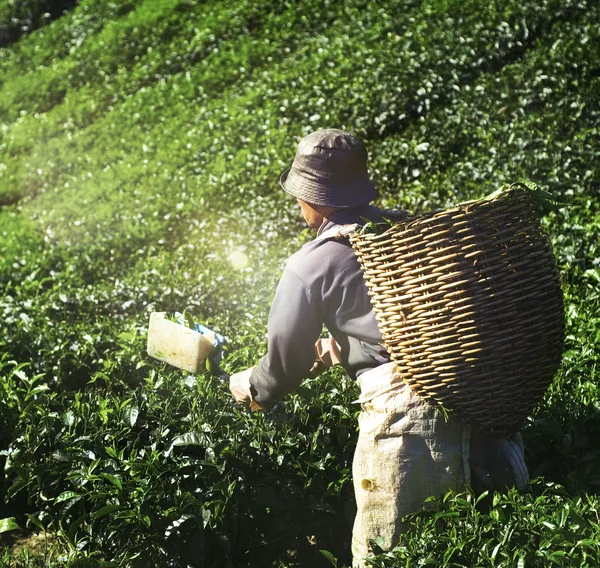 Dátumválasztó betakarítás Tea — Stock Fotó