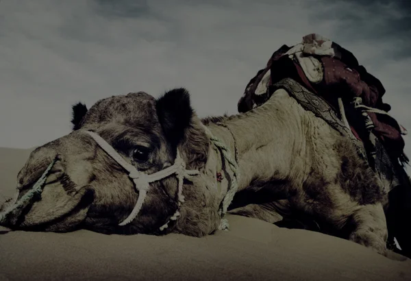 Cammello che riposa nel deserto — Foto Stock