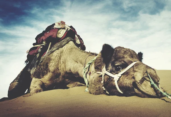 Camello descansando en el desierto —  Fotos de Stock