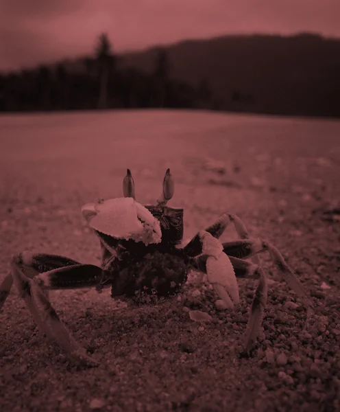 Krabbe am malaysischen Sommerstrand — Stockfoto