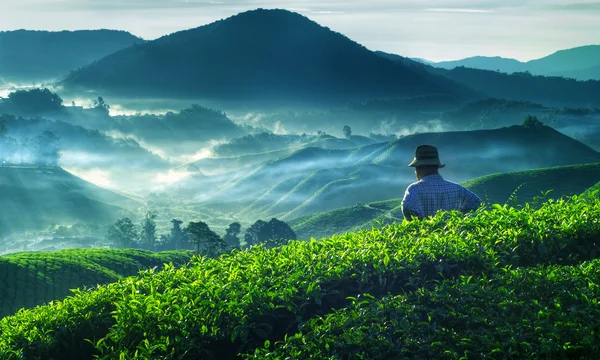 Tea Plant Harvest — Stock Photo, Image