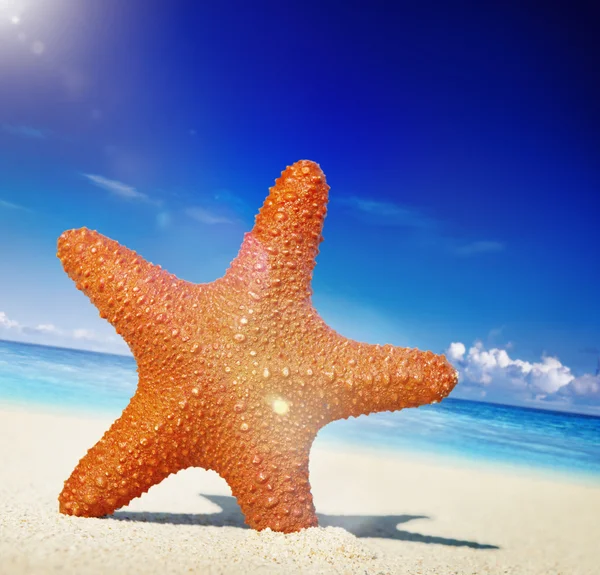 Starfish Tropical Beach Concept — Stock Photo, Image