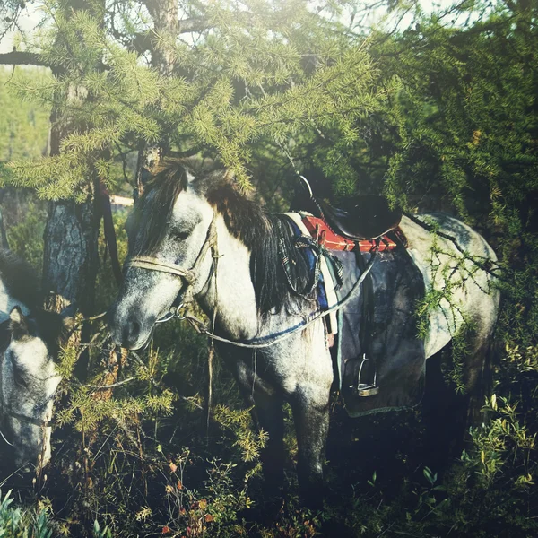 Cavalos da Mongólia Nomádicos — Fotografia de Stock