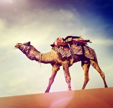 Çölde yürüyen deve.