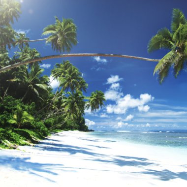 Tropikal plaj doğa kavramı