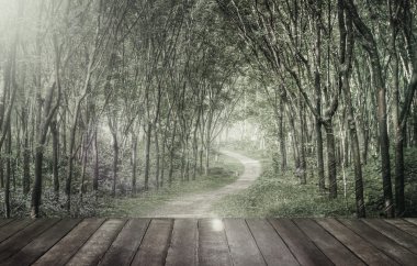 büyüleyici orman lane 