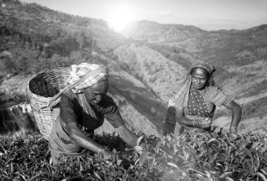 Kadınlar çay toplayıcılar Sri Lanka kavramı