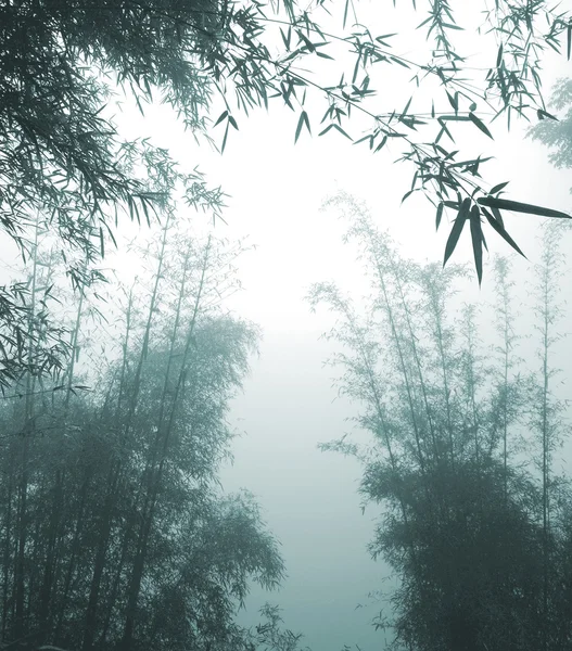 중국 의대 나무숲 — 스톡 사진