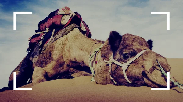 Camelo descansando no deserto — Fotografia de Stock