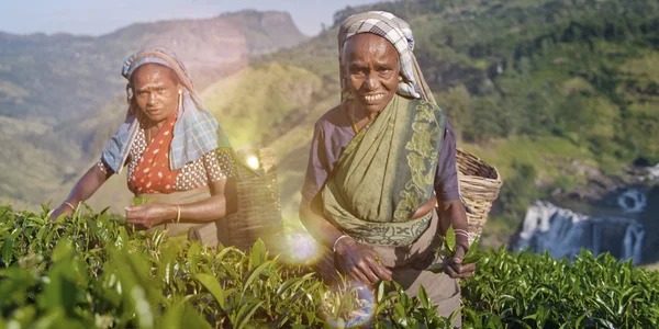 Two Tea Pickers Smile Concept — Stock Photo, Image