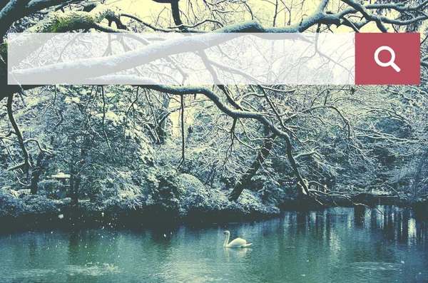 Cisne blanco en el lago — Foto de Stock