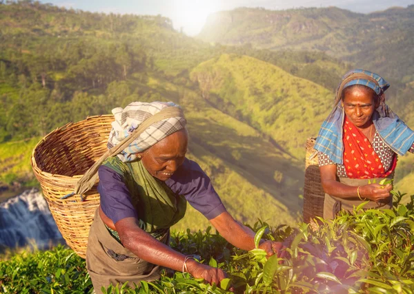 Donne raccogliendo tè foglie concetto — Foto Stock