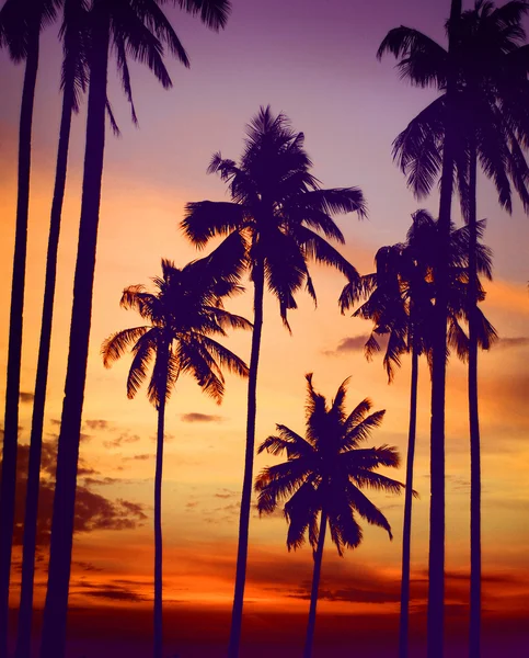 Silhouet Coconut Palm Tree — Stockfoto