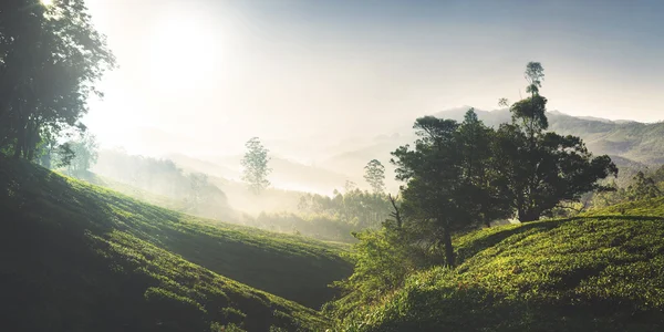 Sunrise çay plantasyon içinde — Stok fotoğraf