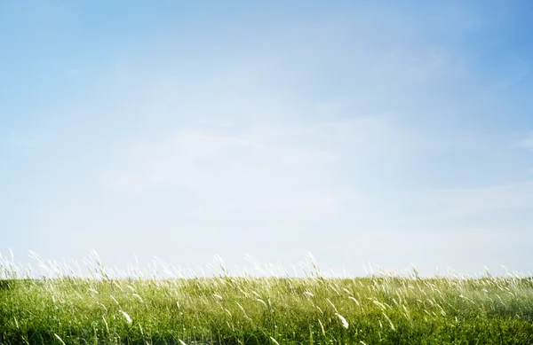 Férias de verão na natureza — Fotografia de Stock