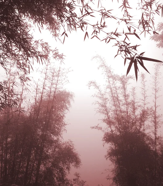 Бамбуковий ліс у Китаї. — стокове фото