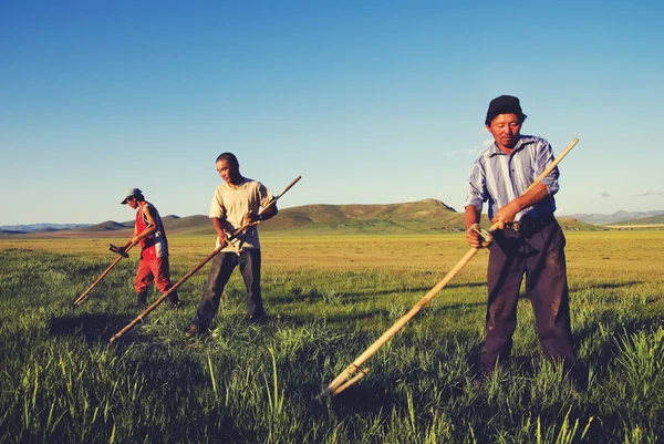 Mongolian Farmers Working — Stock Photo, Image