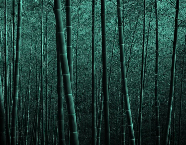 Foresta di bambù in Cina — Foto Stock