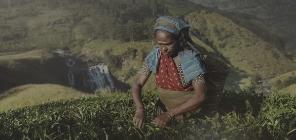 Tea Picker csákány levelek koncepció — Stock Fotó