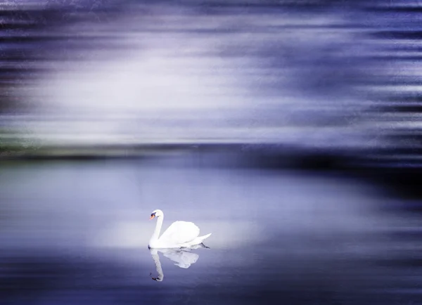 Hermoso cisne en el lago Japón — Foto de Stock