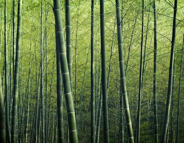 Floresta de bambu na China — Fotografia de Stock
