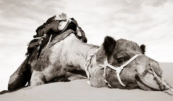 Kameel rusten in de woestijn — Stockfoto