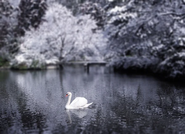 Beautiful Swan on Lake Japan — Stock Photo, Image