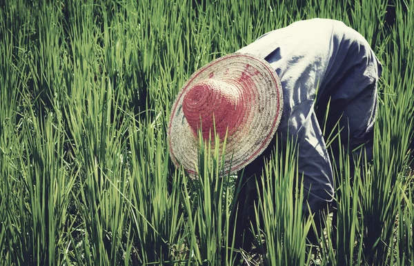 Ázsiai gazda begyűjti a rizs — Stock Fotó