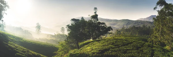 Nascer do sol sobre plantação de chá — Fotografia de Stock