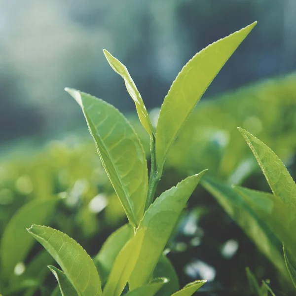 Concepto de naturaleza vegetal de Sri Lanka —  Fotos de Stock