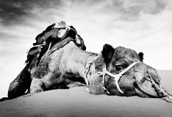 Camello en Desierto Descanso —  Fotos de Stock