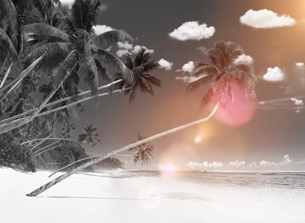 美妙岛屿海滩概念 — 图库照片
