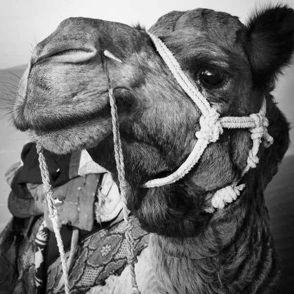 Camel i thar öknen — Stockfoto