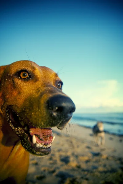 Dog on Samoa Beach Concept — Stock Photo, Image