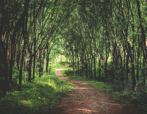 Förtrollande skogen lane — Stockfoto