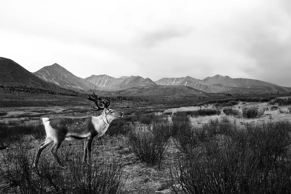 野生動物の自然の鹿 — ストック写真