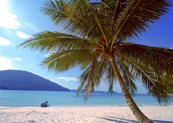 Sommer tropische Insel und Palmen — Stockfoto