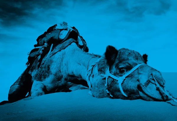 Çöl dinlenme içinde deve — Stok fotoğraf