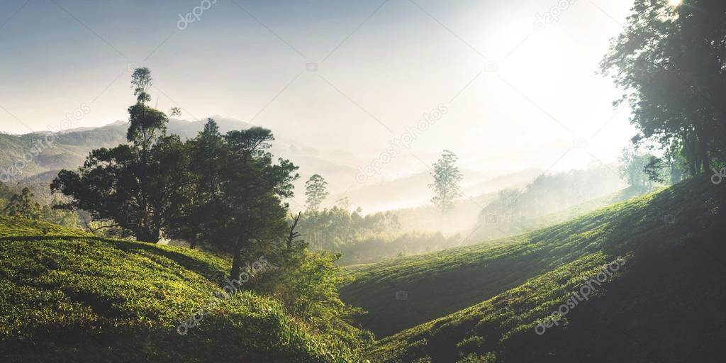  Sunrise over Tea Plantation 