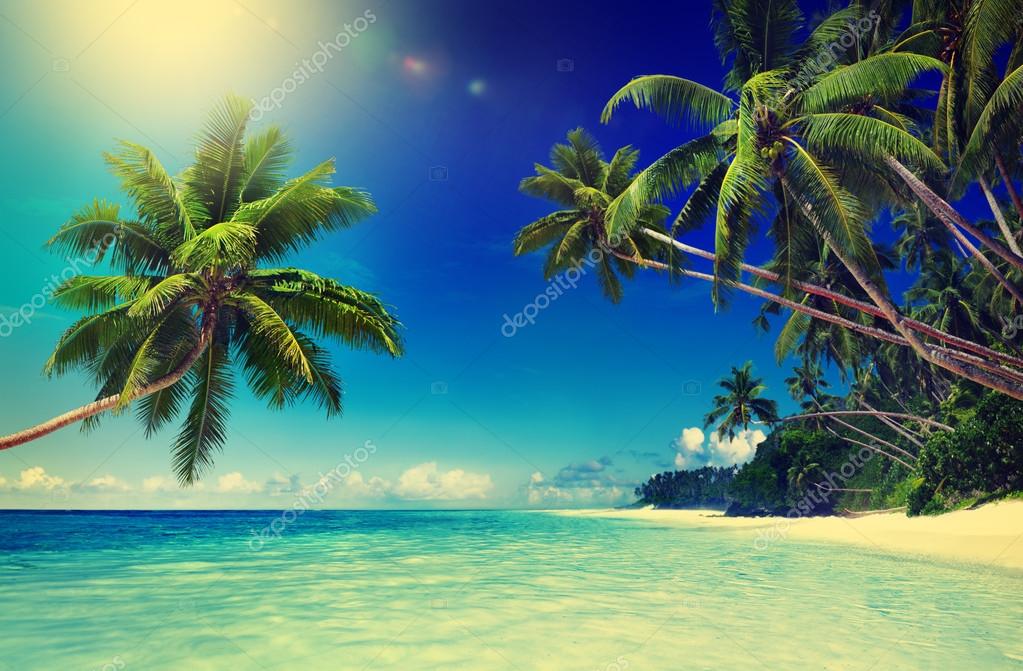 Tropical Paradise Beach Concept Stock Photo Image By C Rawpixel