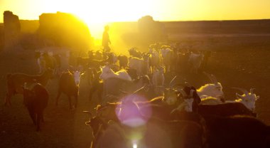 Kazakh boy herds his goats for milking clipart