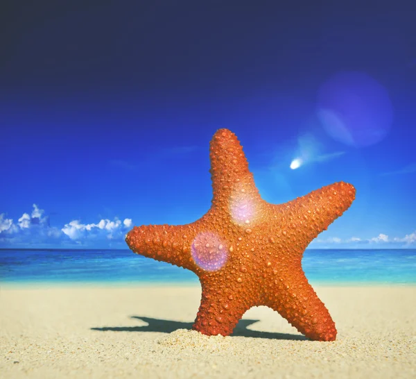 Estrella de mar Tropical Beach Concept — Foto de Stock