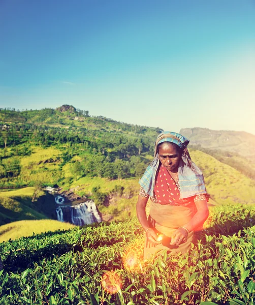 Agriculturist and tea Harvest Concept — Stock Photo, Image