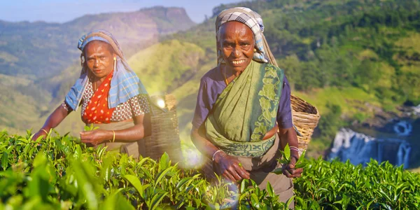 Tea Pickers Smile Concept — Stock Photo, Image