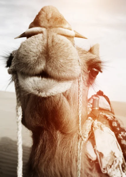 Gelukkig kameel glimlachen — Stockfoto