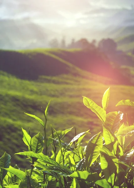 Свежие чайные листья на плантации — стоковое фото