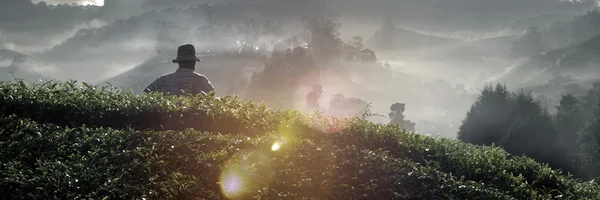 Pickers harvesting tea leaves — Stock Photo, Image